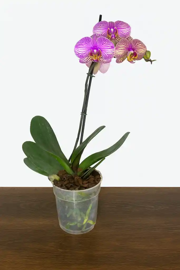 Orquidea Con Vetas Fucsias X1 Tallo