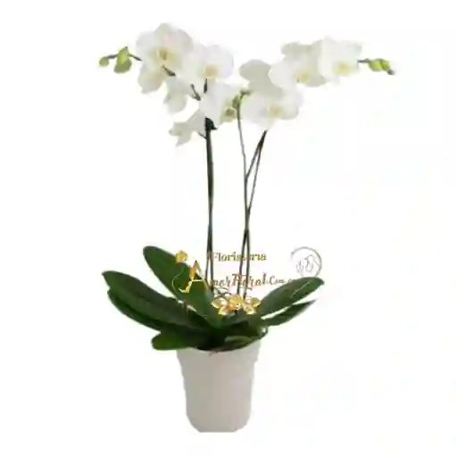 Plata De Orquídea Phalaenopsis