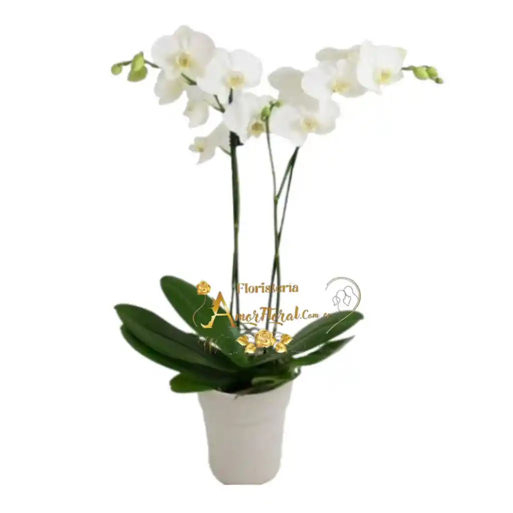 Plata De Orquídea Phalaenopsis