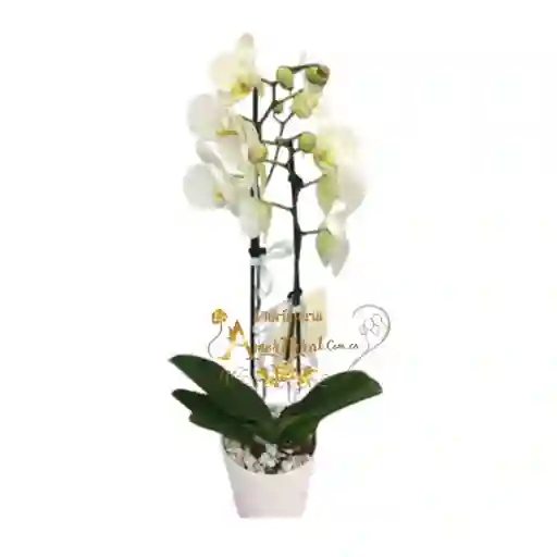 Plata De Orquídea Phalaenopsis#2