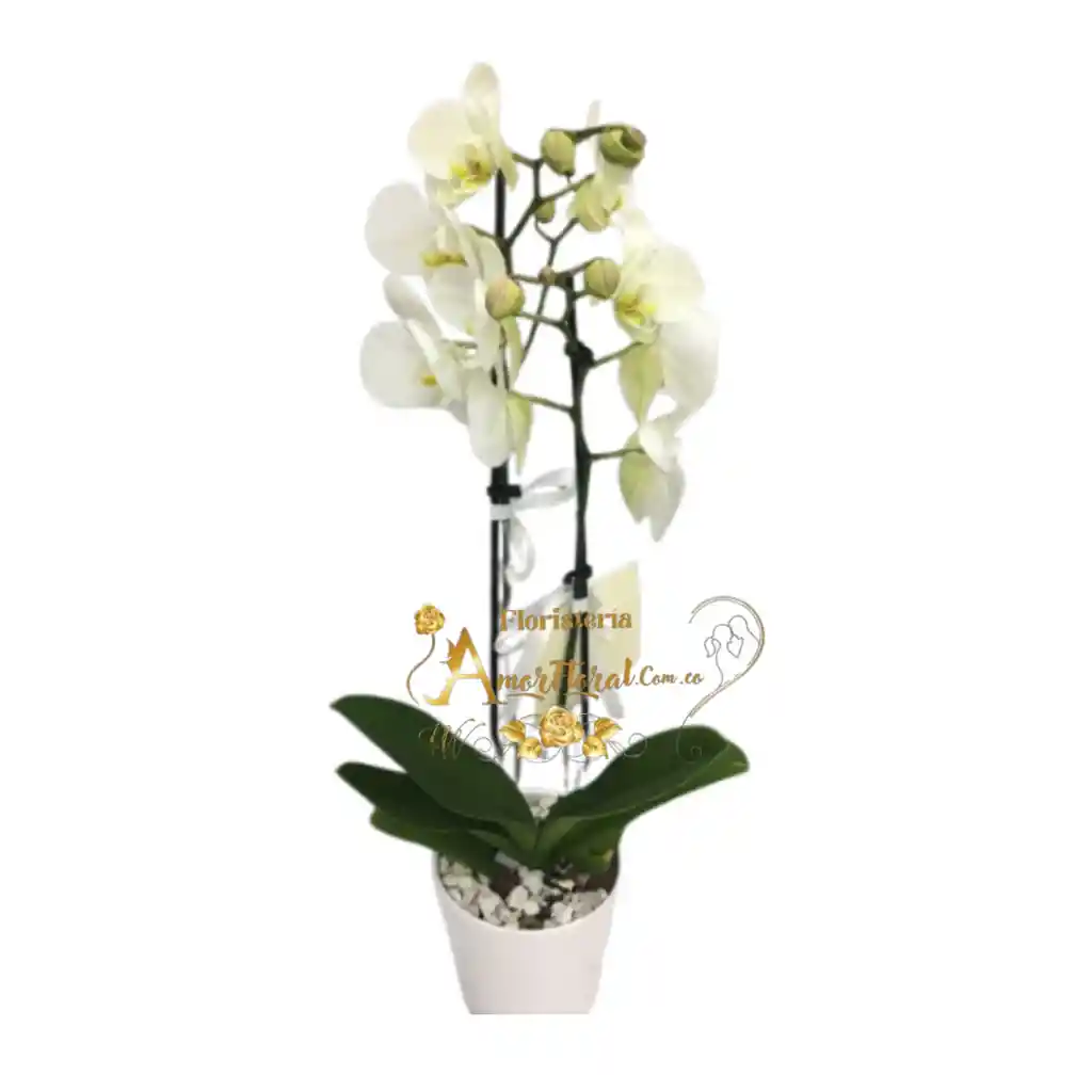 Plata De Orquídea Phalaenopsis#2