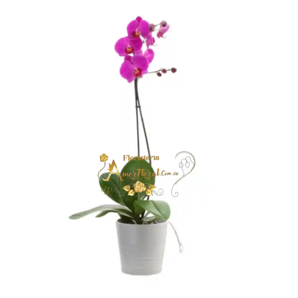 Plata De Orquídea Phalaenopsis#3