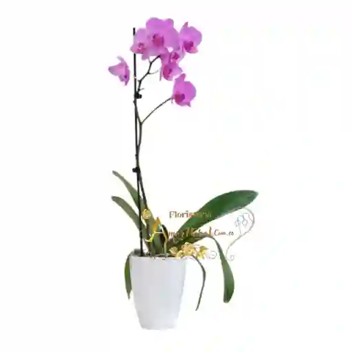Plata De Orquídea Phalaenopsis#4