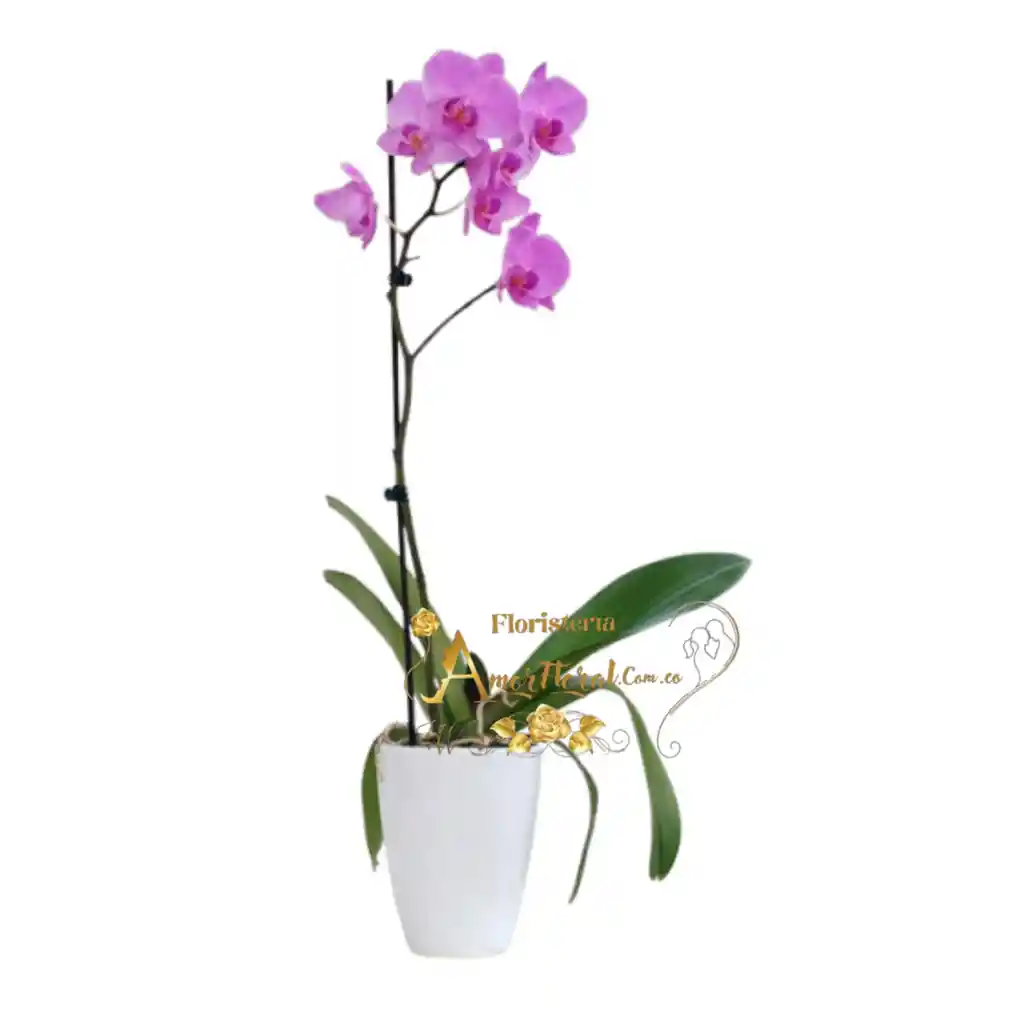 Plata De Orquídea Phalaenopsis#4
