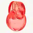 Perfume Bvlgari Omnia Coral Edt Mujer