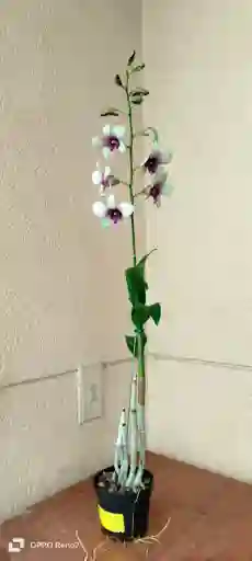 Dendrobium Phalaenopsis
