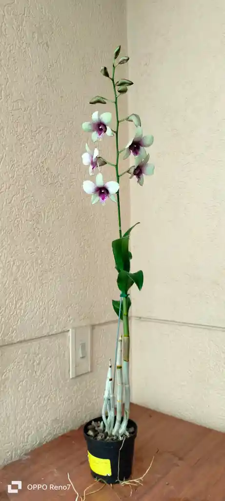 Dendrobium Phalaenopsis