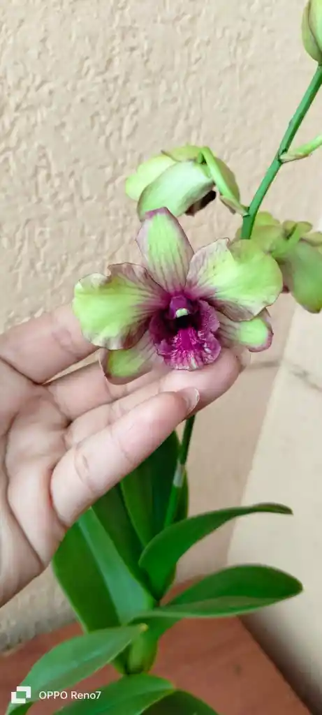Dendrobium Phalaenopsis