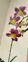 Dendrobium Phalaenopsis