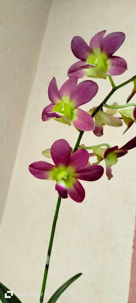 Dendrobium Phalaenopsis