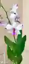 Dendrobium Phalaenopsis