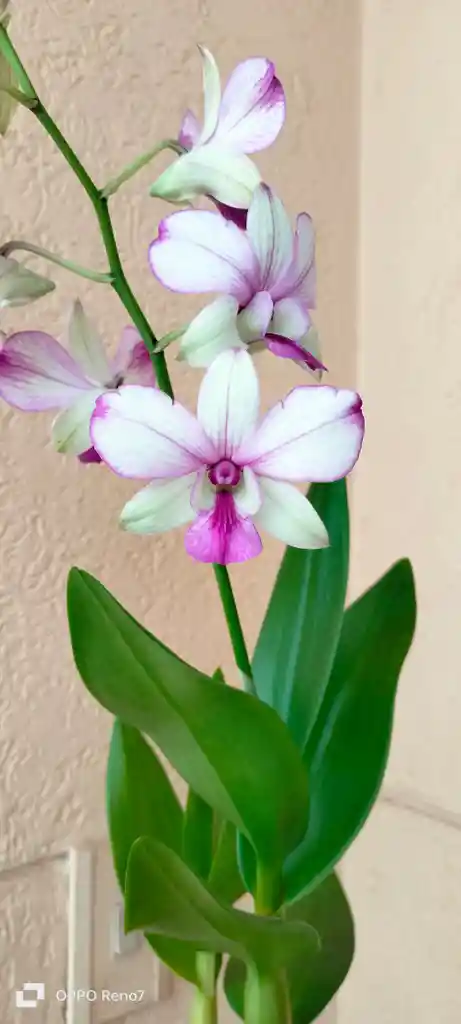Dendrobium Phalaenopsis