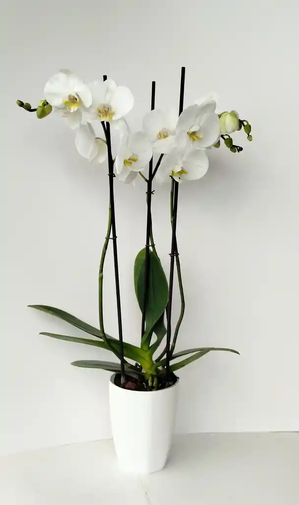 Orquidea Phalaenopsis Blanca 3 Varas Florales
