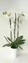 Orquidea Phalaenopsis Blanca 3 Varas Florales