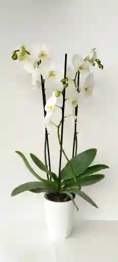 Orquidea Phalaenopsis Blanca 3 Varas Florales