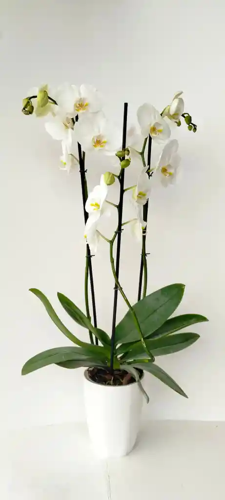 Orquidea Phalaenopsis Blanca 3 Varas Florales