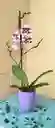 Orquidea Phalaenopsis Color Aleatorio