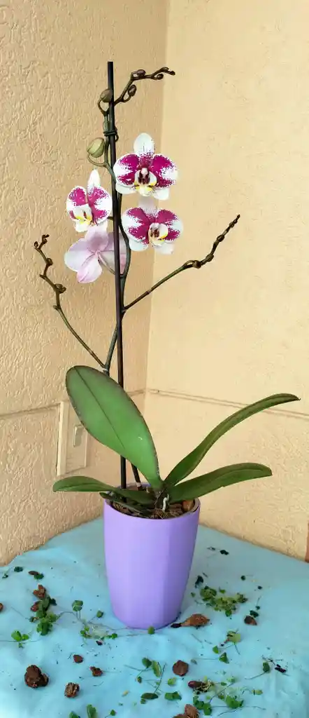 Orquidea Phalaenopsis Color Aleatorio