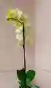 Orquidea Phalaenopsis Color Aleatorio