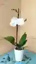 Orquidea Phalaenopsis Color Aleatorio