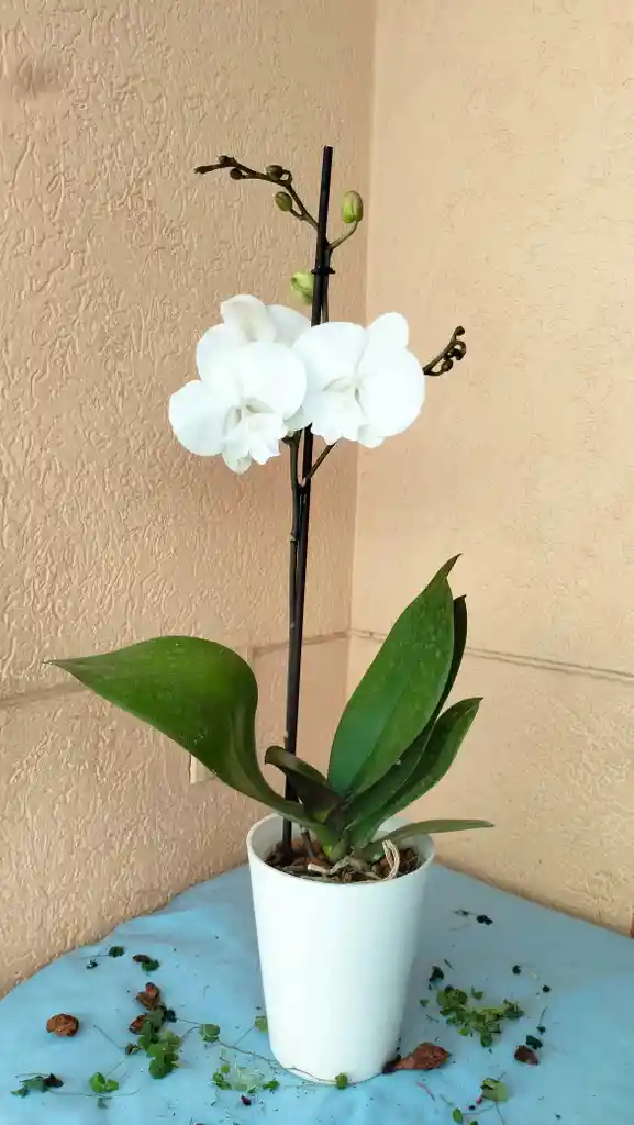 Orquidea Phalaenopsis Color Aleatorio