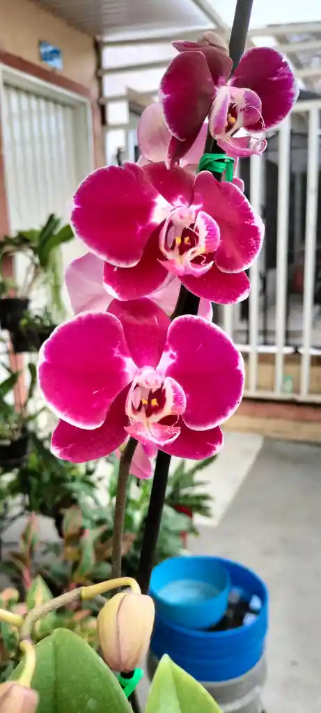 Canasta Orquideasde 1 Vara Premium Color Aleatorio