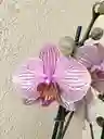 Canasta Orquideasde 1 Vara Premium Color Aleatorio