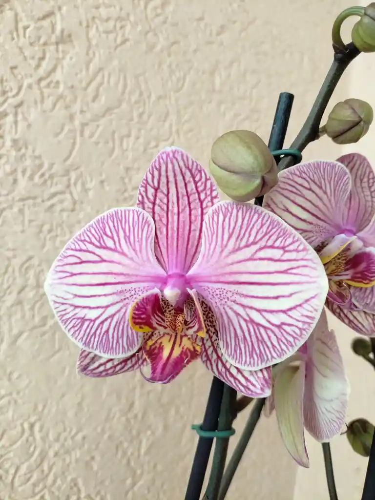 Canasta Orquideasde 1 Vara Premium Color Aleatorio