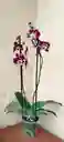 Orquidea Phal Morada