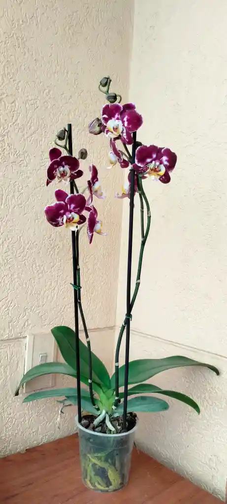 Orquidea Phal Morada