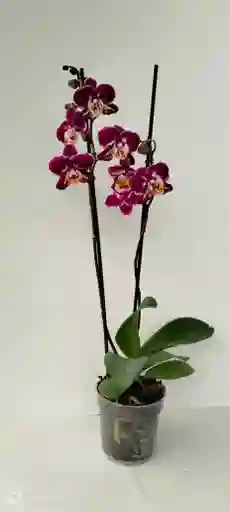 Orquidea Phal Morada
