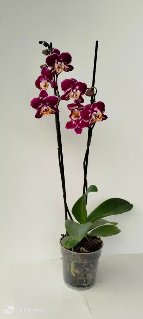 Orquidea Phal Morada