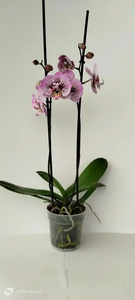 Orquidea Phal Morada