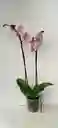Orquidea Color Rosado Palido De 2 Varas