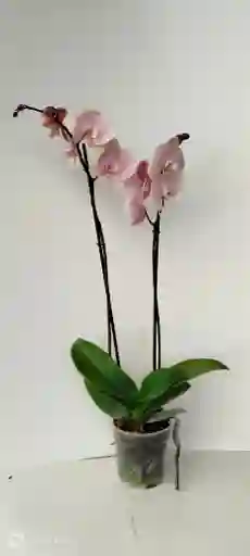 Orquidea Color Rosado Palido De 2 Varas