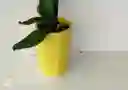 Porta Orquideas Acrilico