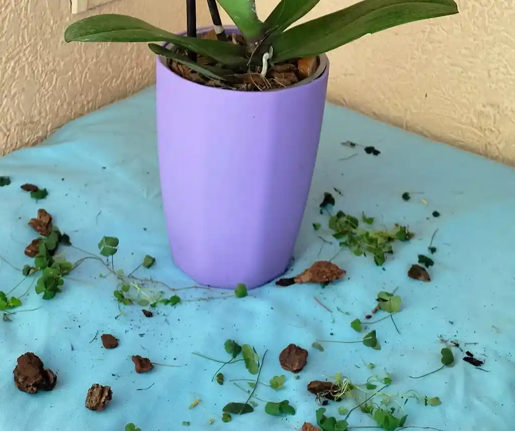Porta Orquideas Acrilico