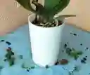 Porta Orquideas Acrilico