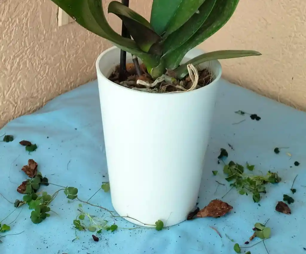 Porta Orquideas Acrilico