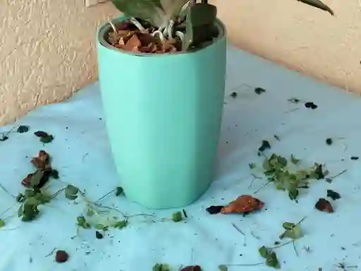Porta Orquideas Acrilico