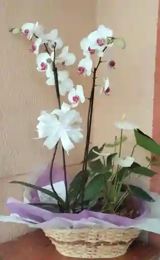 Canasta Con Orquidea Y Anturio