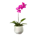 Orquídea Tolerante – Imaginación En Flor