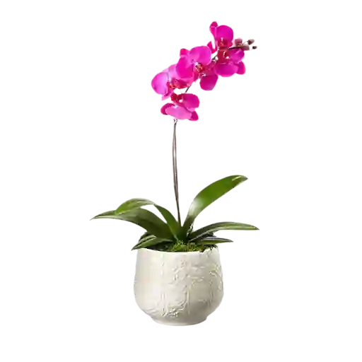 Orquídea Tolerante – Imaginación En Flor