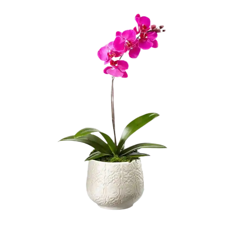 Orquídea Tolerante – Imaginación En Flor