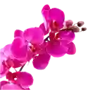 Orquídea Tolerante – Imaginación En Flor