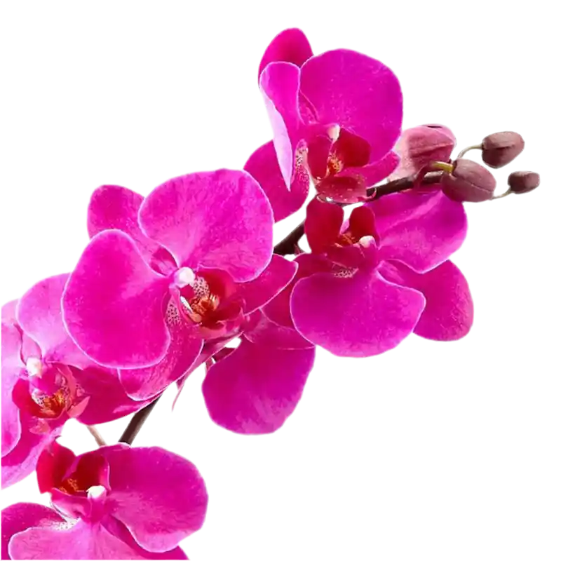 Orquídea Tolerante – Imaginación En Flor