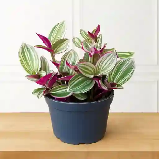 Planta Panameña