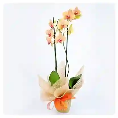 Orquidea Decorativa