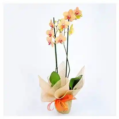 Orquidea Decorativa