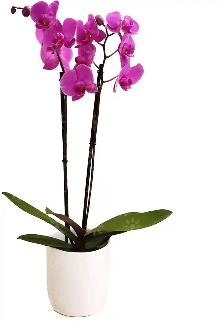 Orquidea Planta Natural Con Base Plastica